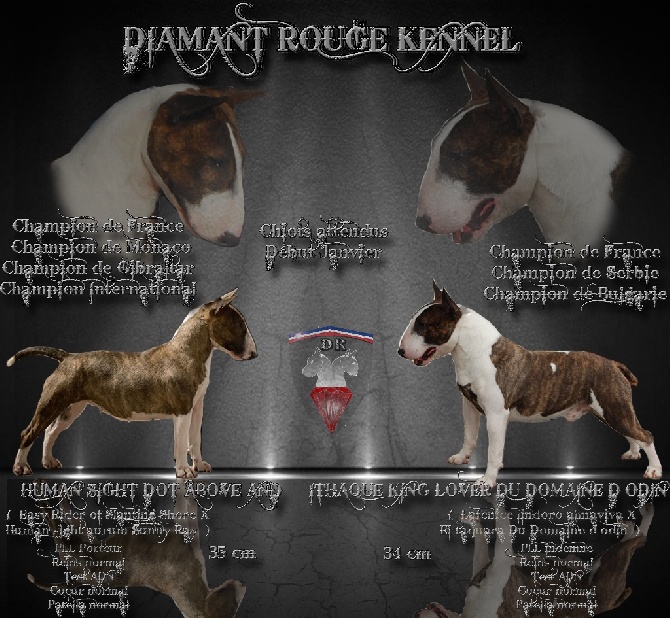 du Diamant Rouge - Bientôt des chiots à l'élevage!