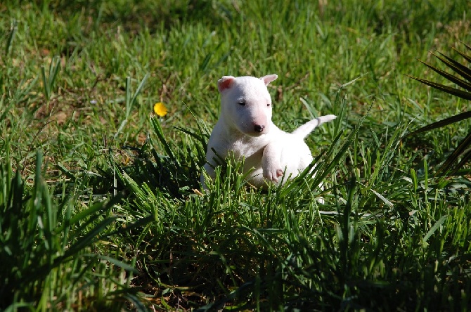 du Diamant Rouge - Nouvelles photos des chiots a 5 semaines