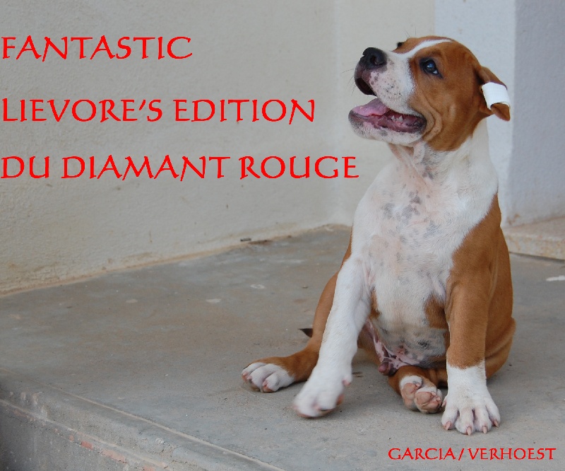 CH. Fantastic lievore's edition du Diamant Rouge