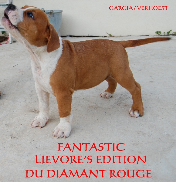 CH. Fantastic lievore's edition du Diamant Rouge