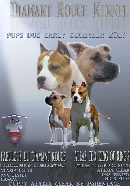 du Diamant Rouge - American Staffordshire Terrier - Portée née le 04/12/2013