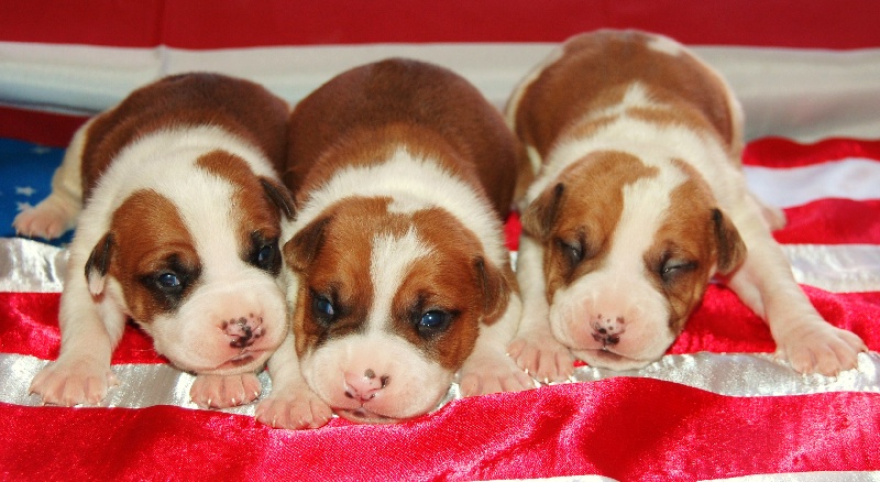 du Diamant Rouge - American Staffordshire Terrier - Portée née le 23/06/2007