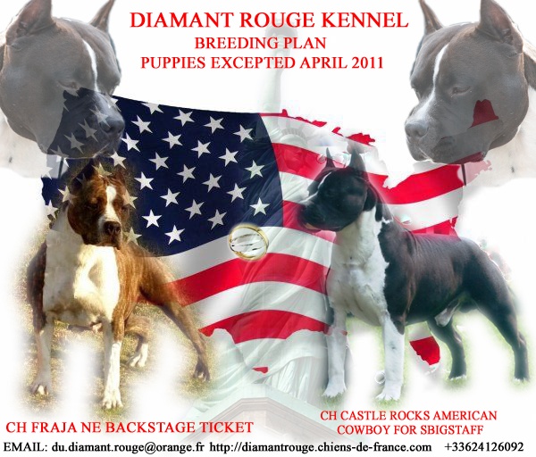 du Diamant Rouge - American Staffordshire Terrier - Portée née le 27/04/2011