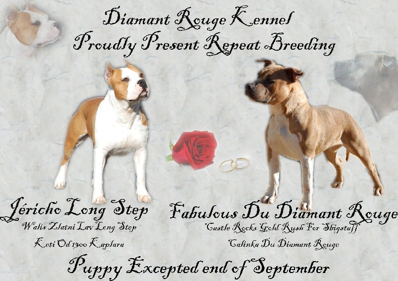 du Diamant Rouge - American Staffordshire Terrier - Portée née le 25/09/2012