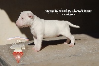du Diamant Rouge - Bull Terrier Miniature - Portée née le 11/01/2016