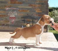 du Diamant Rouge - American Staffordshire Terrier - Portée née le 26/08/2015