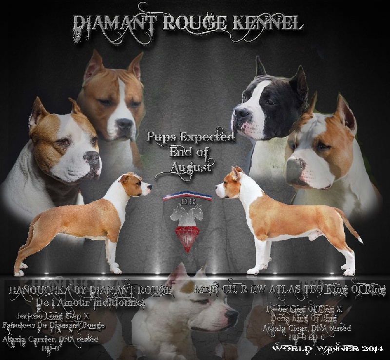 du Diamant Rouge - American Staffordshire Terrier - Portée née le 26/08/2014