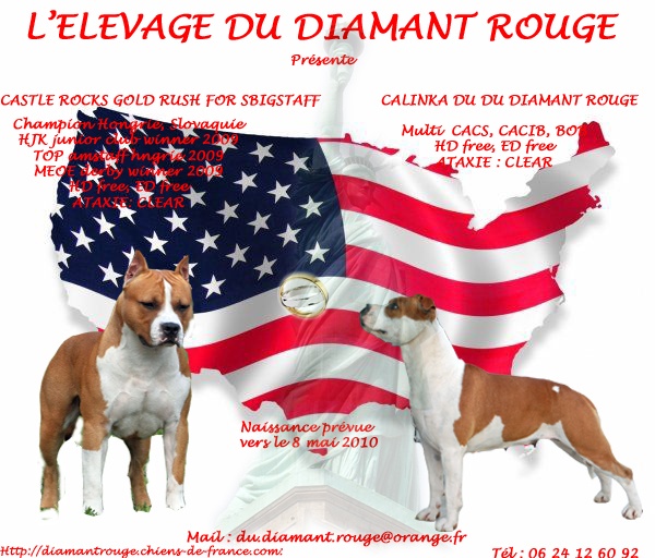 du Diamant Rouge - American Staffordshire Terrier - Portée née le 09/05/2010