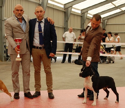 du Diamant Rouge - Yankee Champion de France