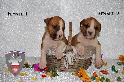 du Diamant Rouge - nouvelles photos des chiots