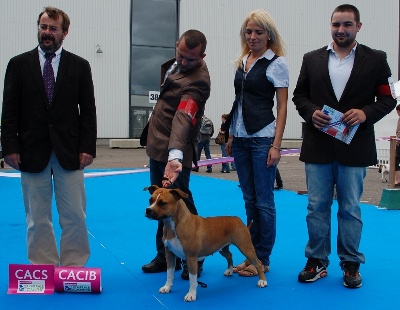 du Diamant Rouge - championne de france et TOP Amstaff 2012