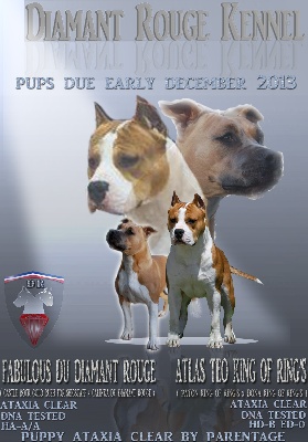du Diamant Rouge - les chiots ont pointés le bout de leurs nez mercredi 4 décembre 2013