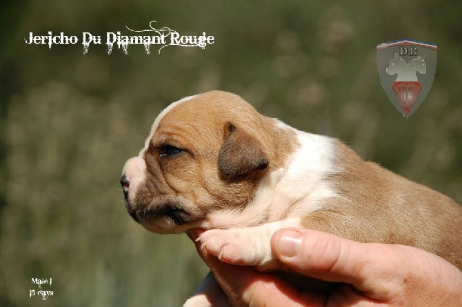 du Diamant Rouge - Nouvelles photos des chiots